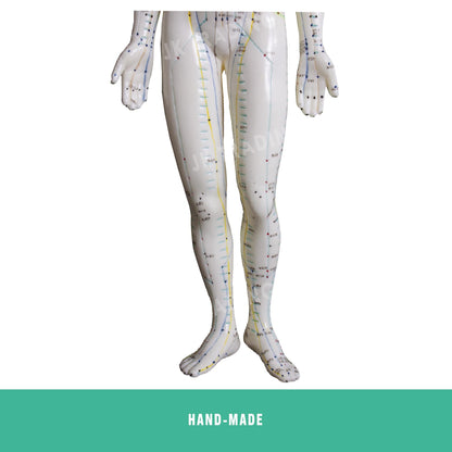Acupuncture Model Pair for medical and anatomy education