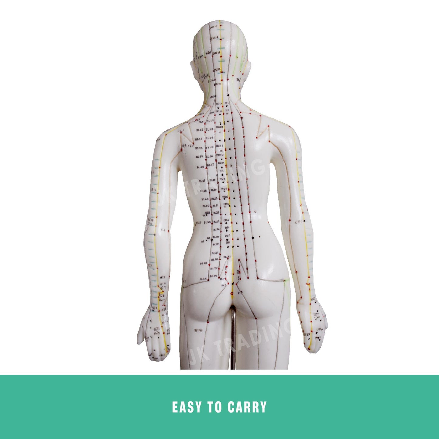 Acupuncture Model Pair for medical and anatomy education