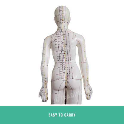 Acupuncture Model Pair for medical and anatomy education