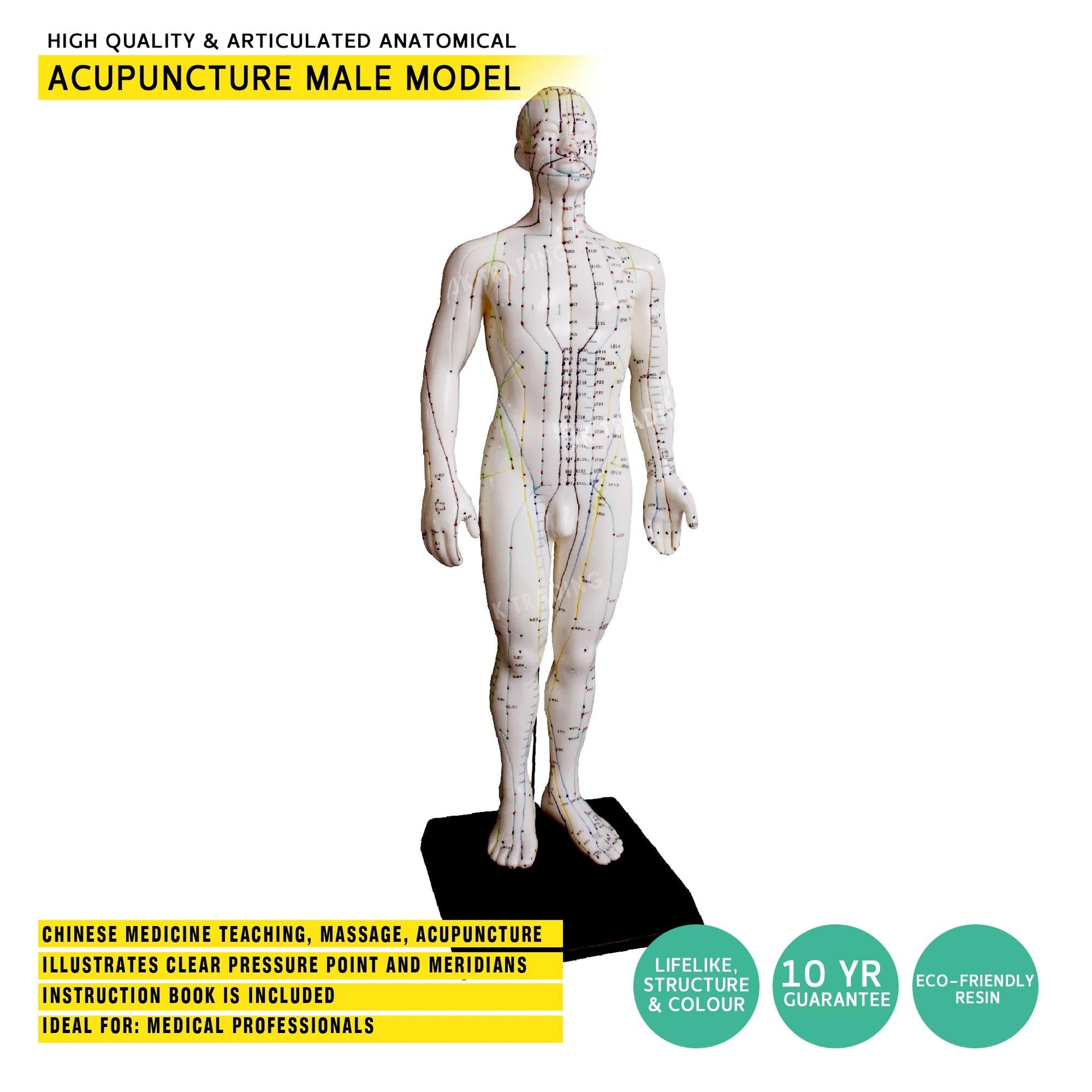 Acupuncture Model Pair for medical and anatomy education