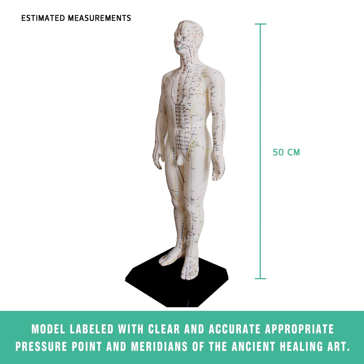 Acupuncture Model Pair for medical and anatomy education