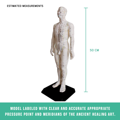 Acupuncture Model Pair for medical and anatomy education