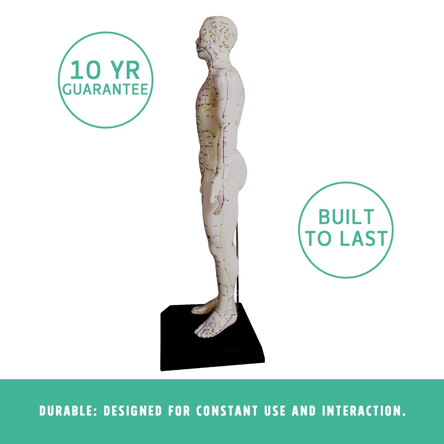 Acupuncture Model Pair for medical and anatomy education