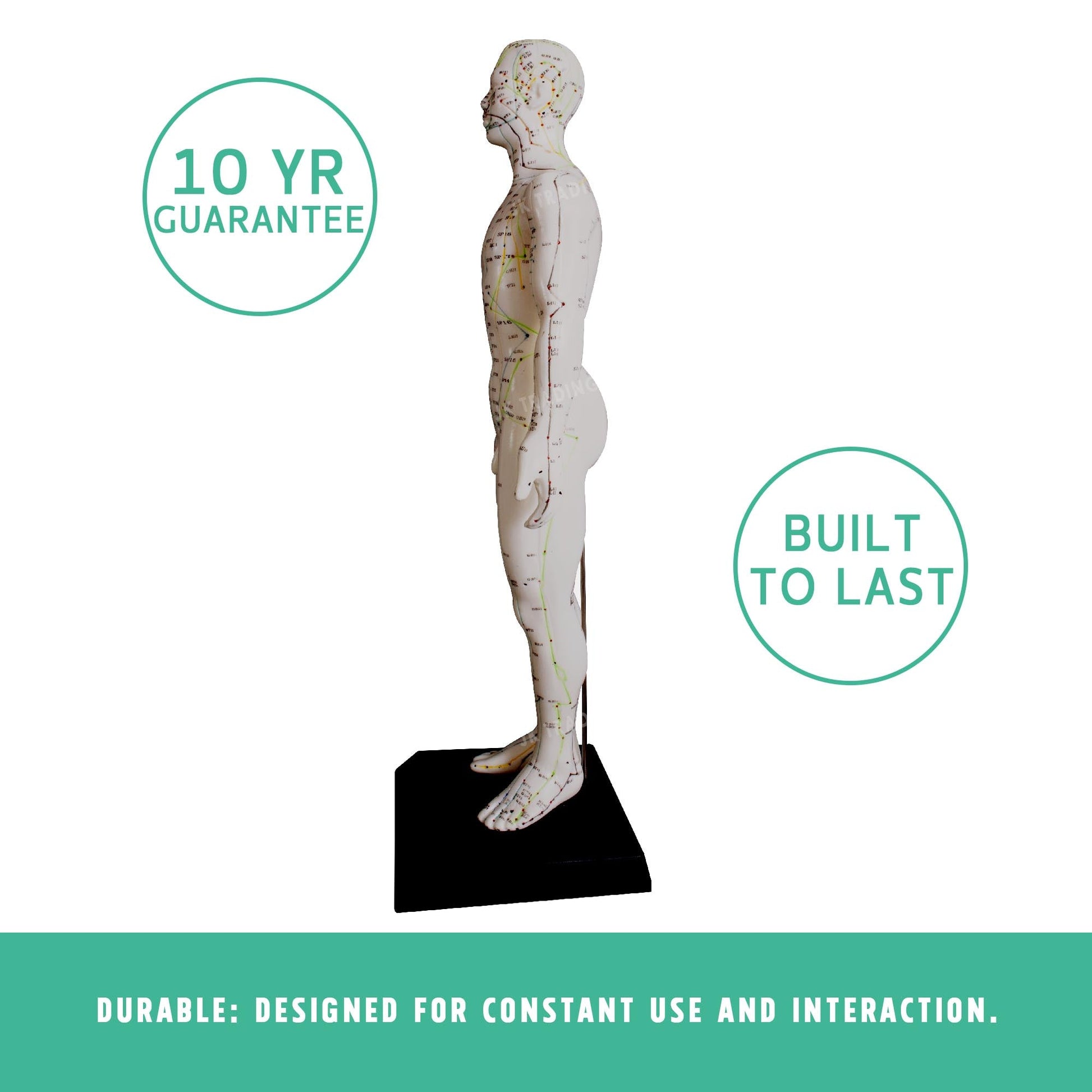 Acupuncture Model Pair for medical and anatomy education
