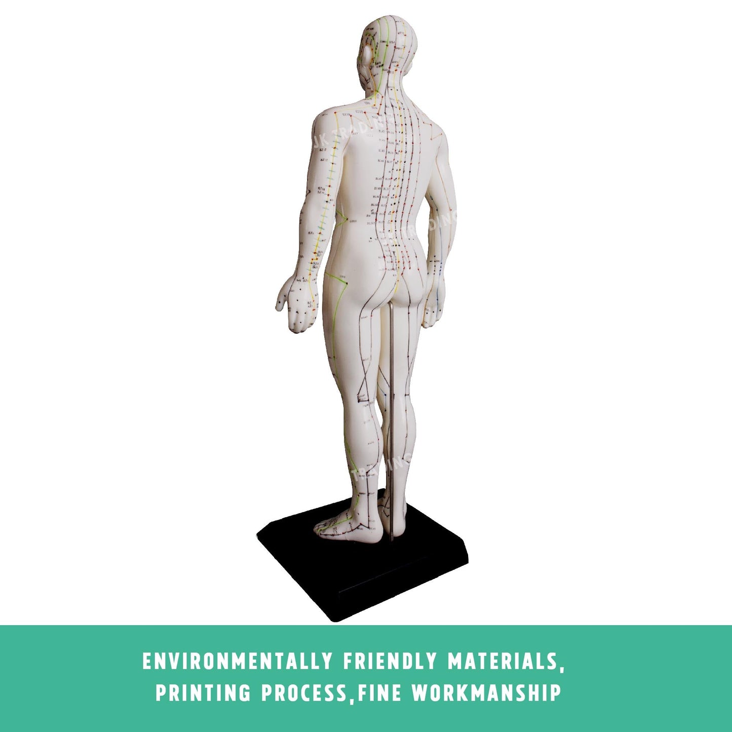 Acupuncture Model Pair for medical and anatomy education