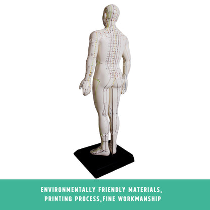 Acupuncture Model Pair for medical and anatomy education
