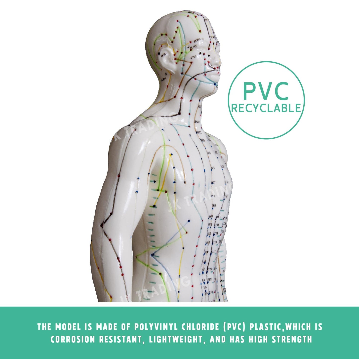Acupuncture Model Pair for medical and anatomy education
