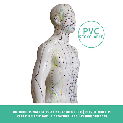 Acupuncture Model Pair for medical and anatomy education