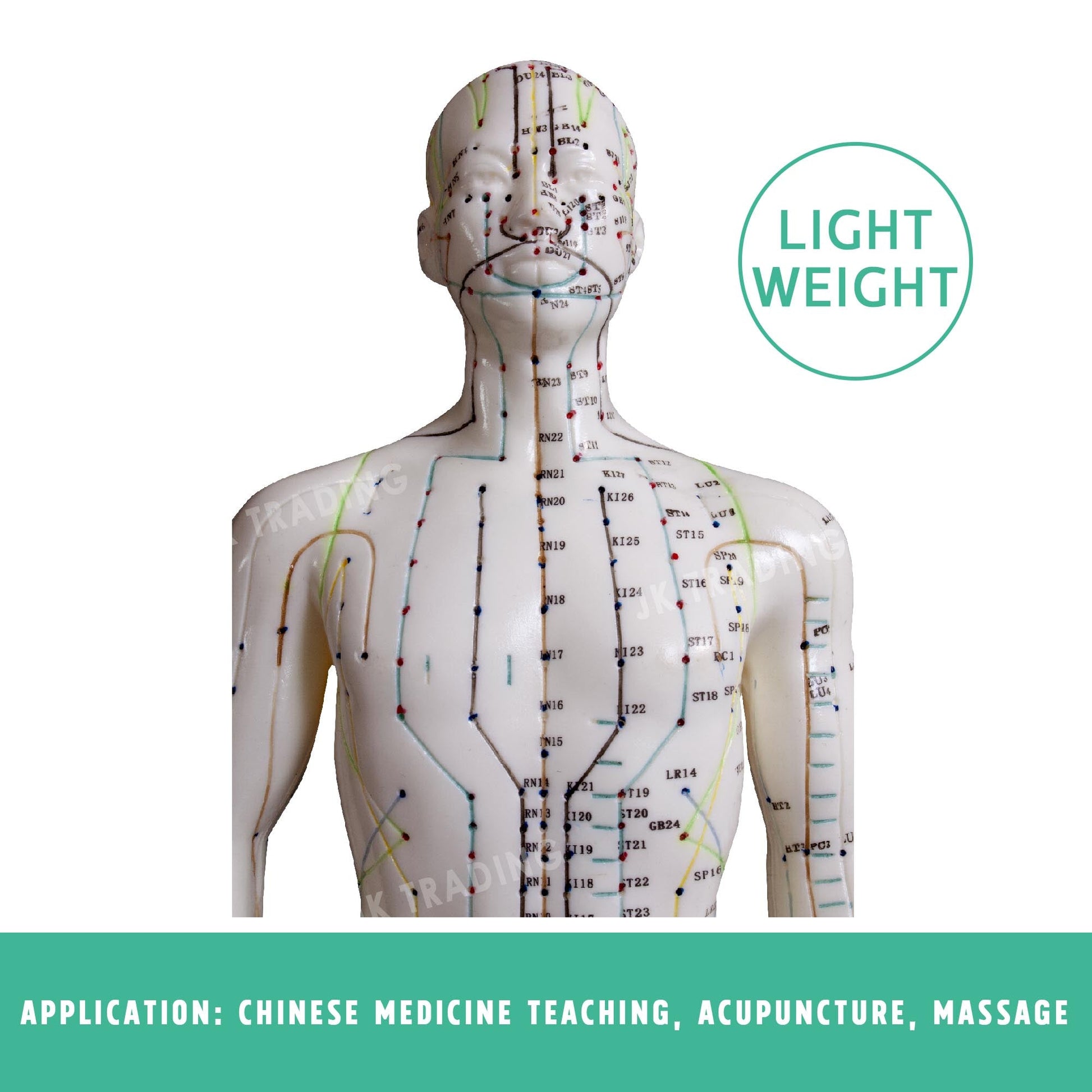 Acupuncture Model Pair for medical and anatomy education