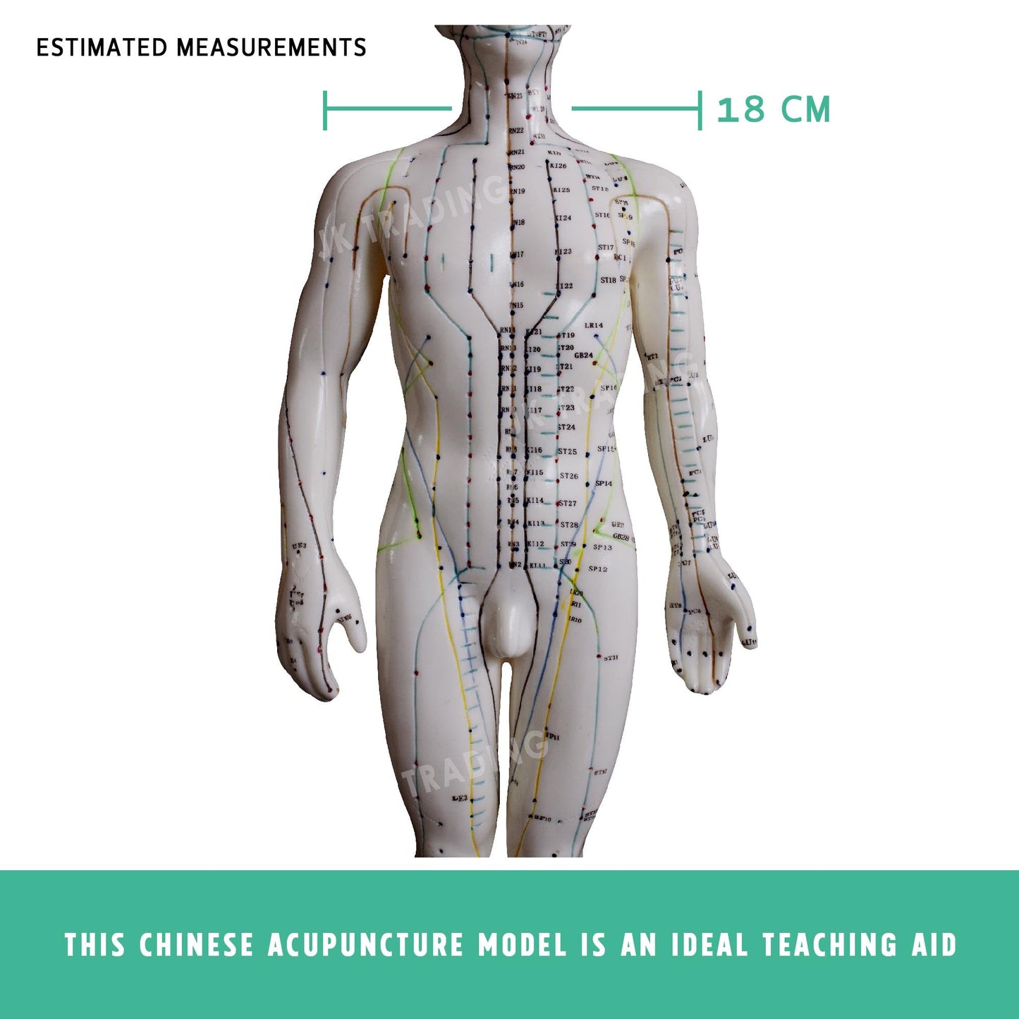 Acupuncture Model Pair for medical and anatomy education