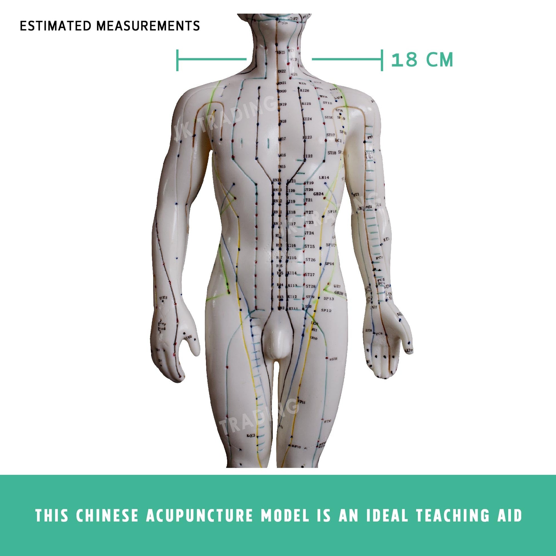 Acupuncture Model Pair for medical and anatomy education