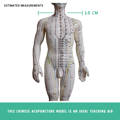 Acupuncture Model Pair for medical and anatomy education