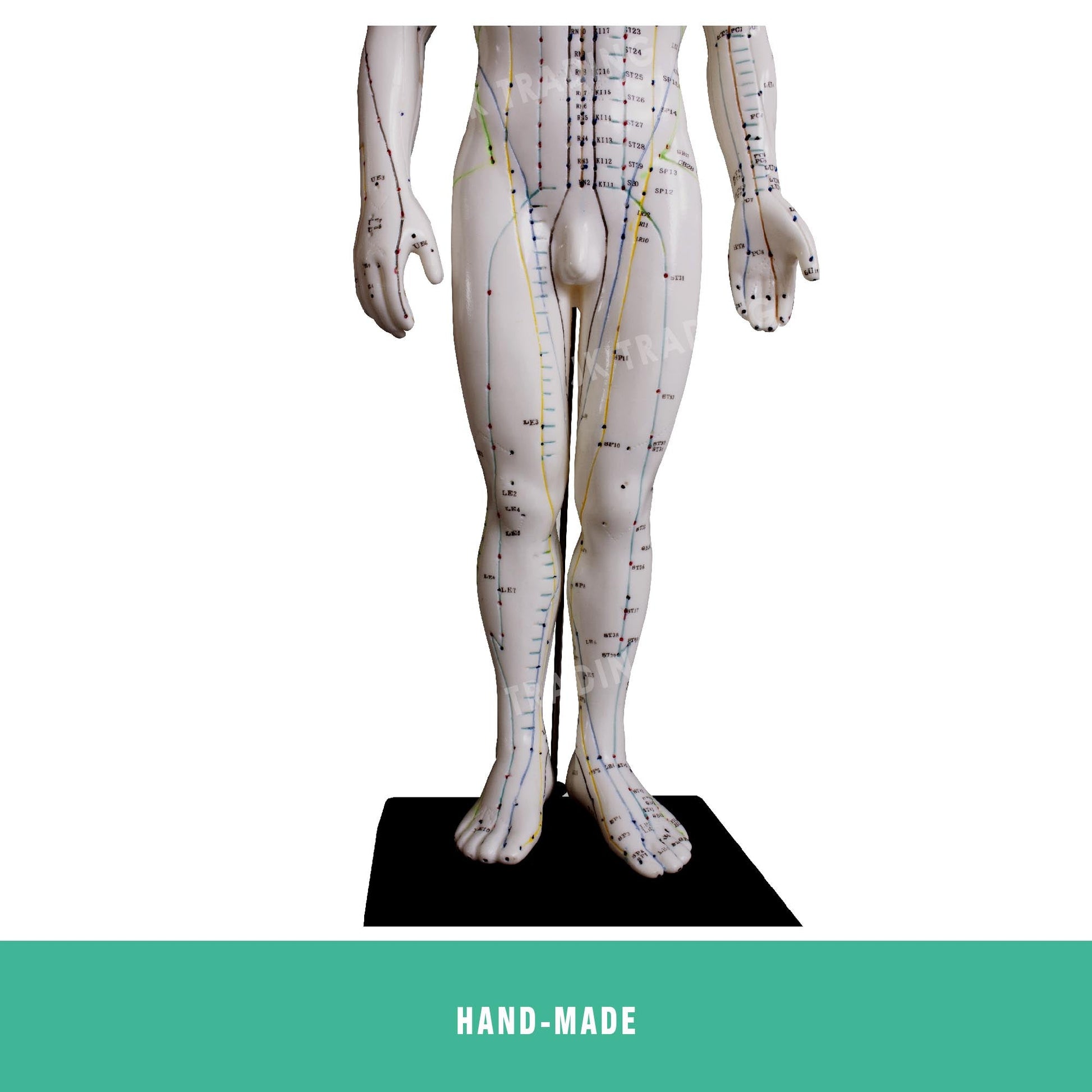 Acupuncture Model Pair for medical and anatomy education