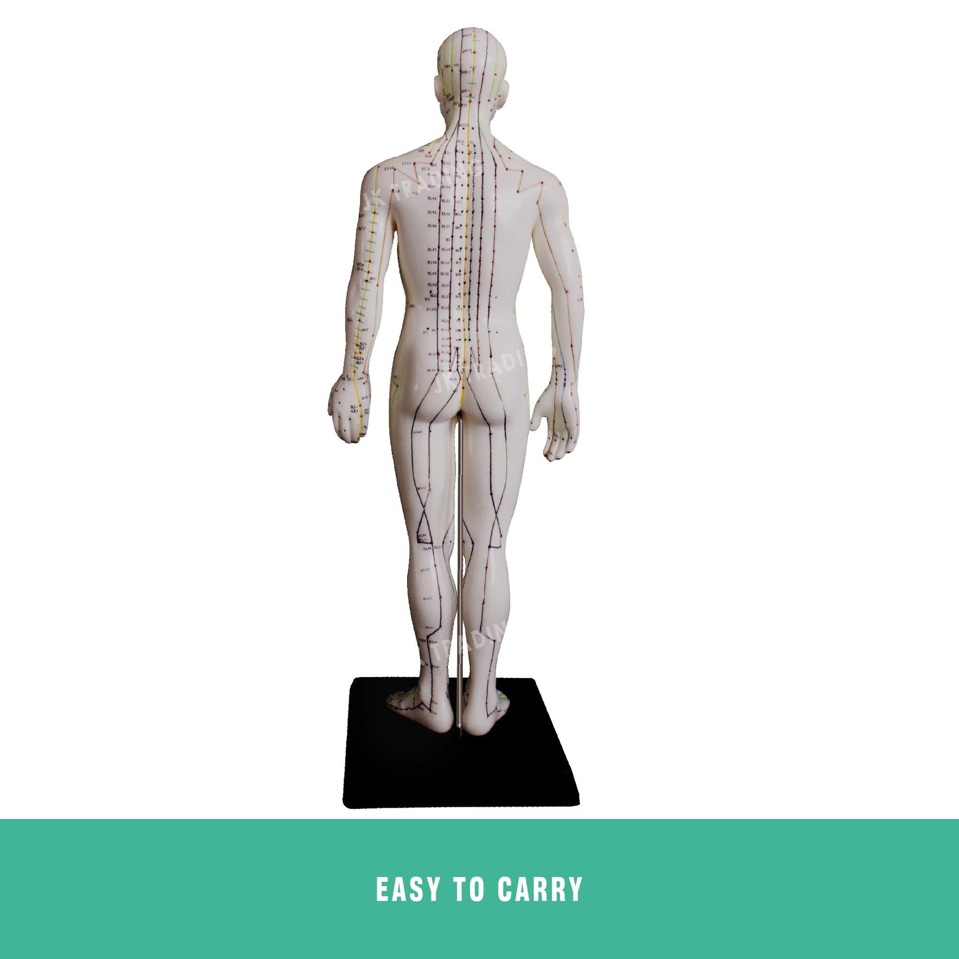 Acupuncture Model Pair for medical and anatomy education