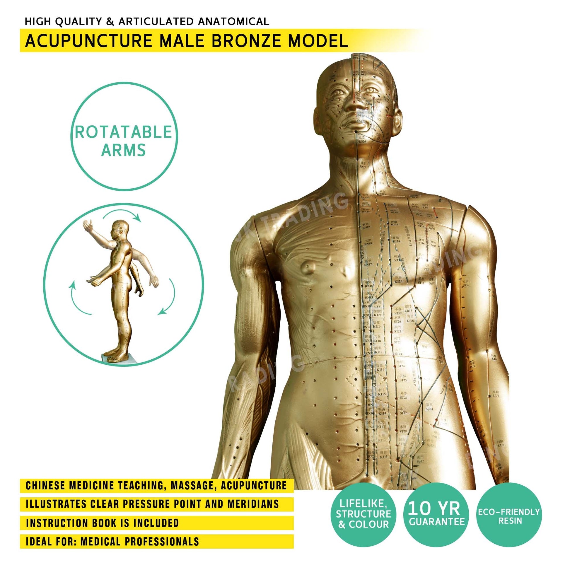 Professional Copper Acupuncture Model for medical and anatomy education