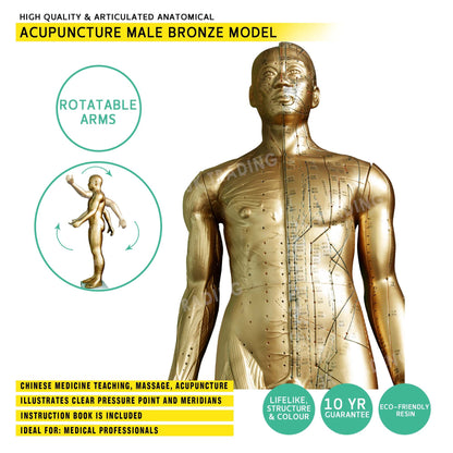 Professional Copper Acupuncture Model for medical and anatomy education