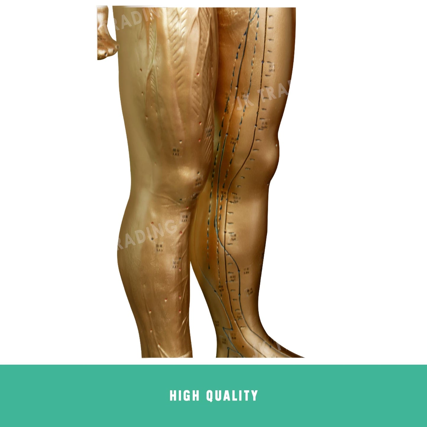 Professional Copper Acupuncture Model for medical and anatomy education