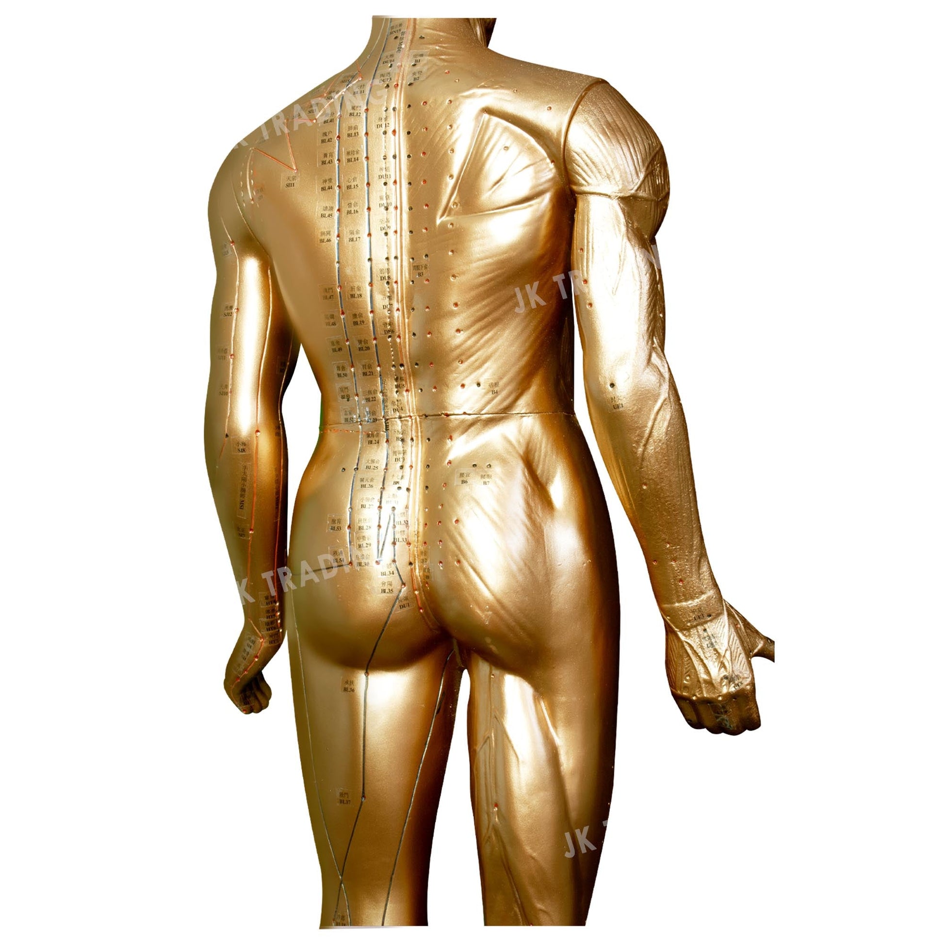 Professional Copper Acupuncture Model for medical and anatomy education