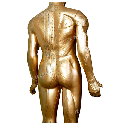 Professional Copper Acupuncture Model for medical and anatomy education
