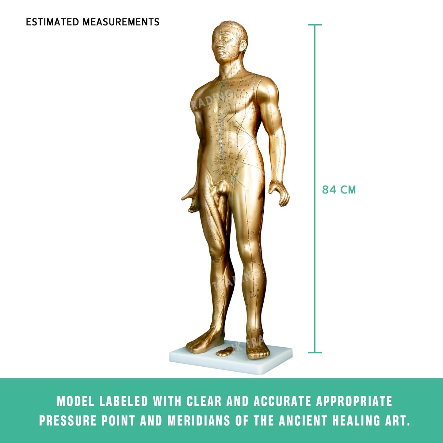 Professional Copper Acupuncture Model for medical and anatomy education