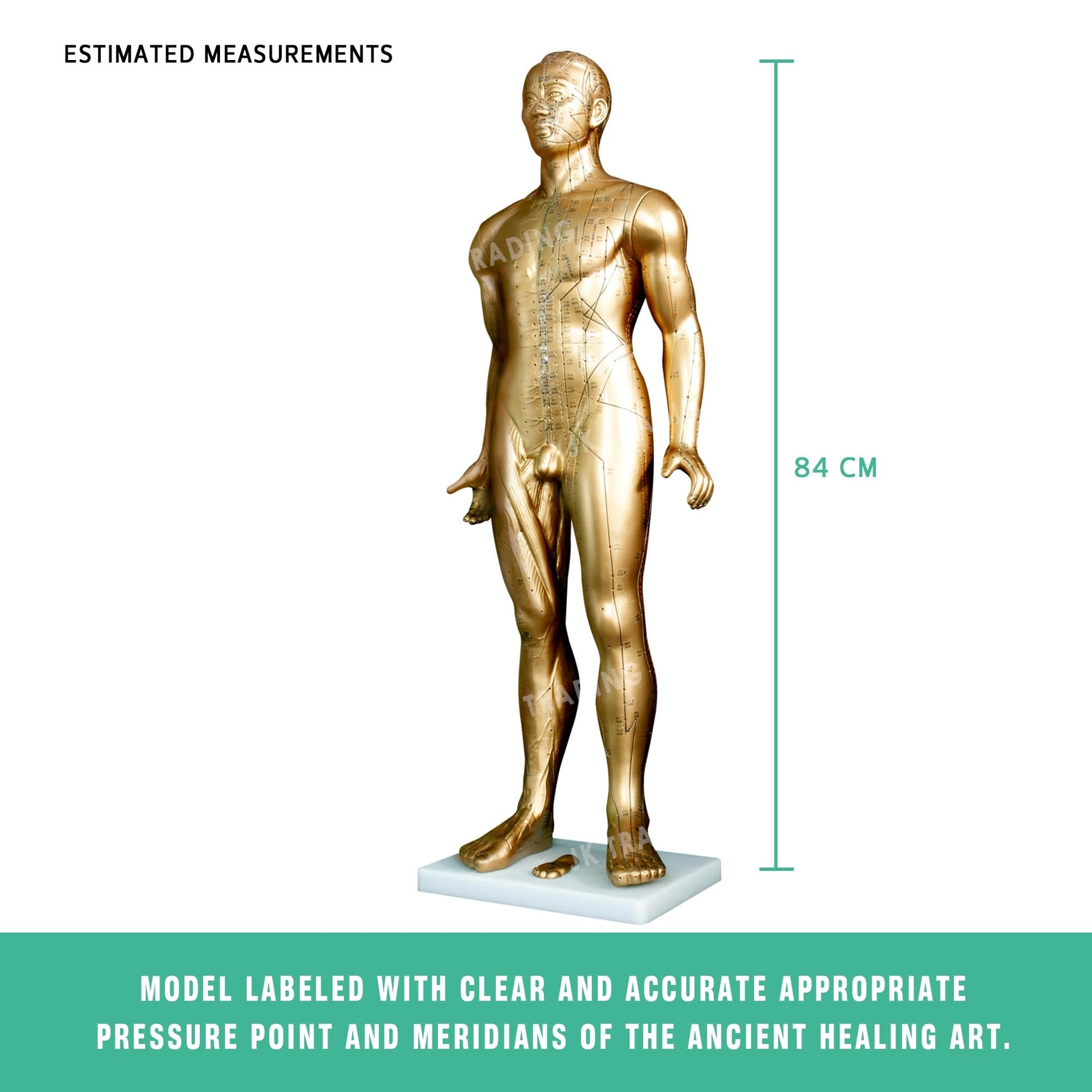 Professional Copper Acupuncture Model for medical and anatomy education