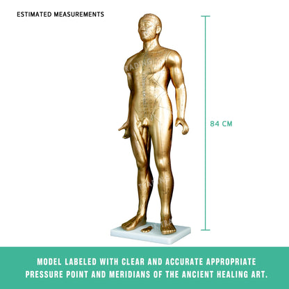 Professional Copper Acupuncture Model for medical and anatomy education