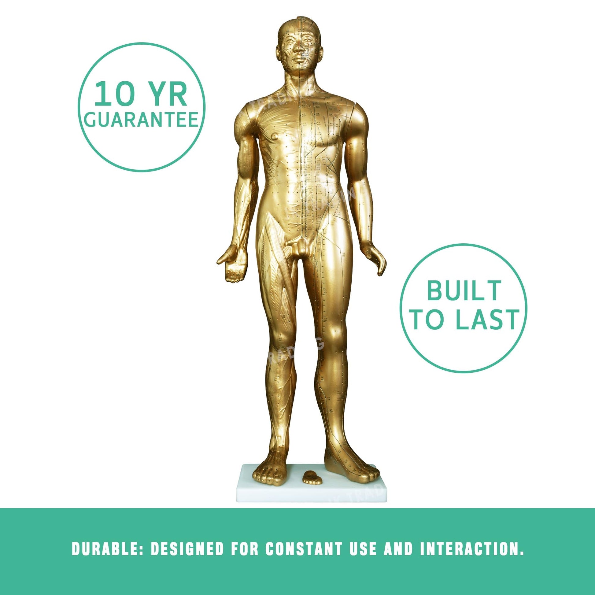 Professional Copper Acupuncture Model for medical and anatomy education