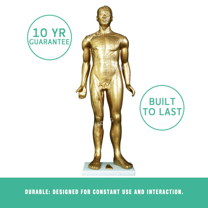Professional Copper Acupuncture Model for medical and anatomy education