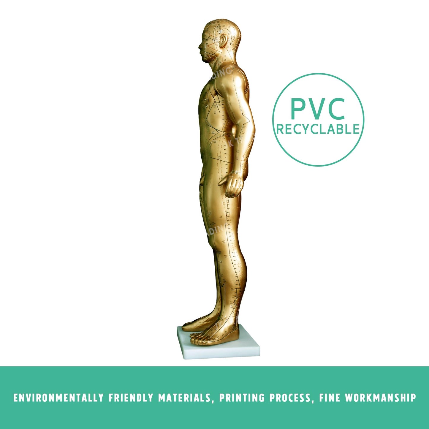 Professional Copper Acupuncture Model for medical and anatomy education