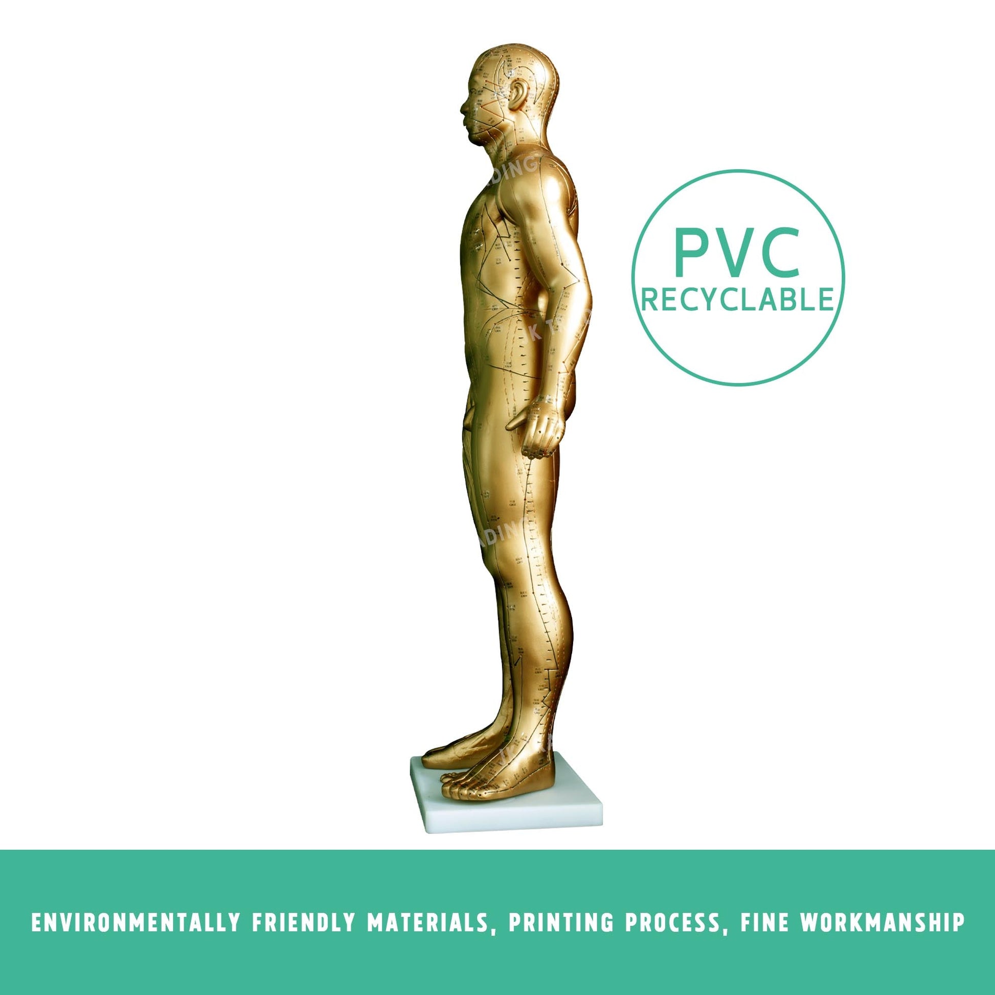 Professional Copper Acupuncture Model for medical and anatomy education