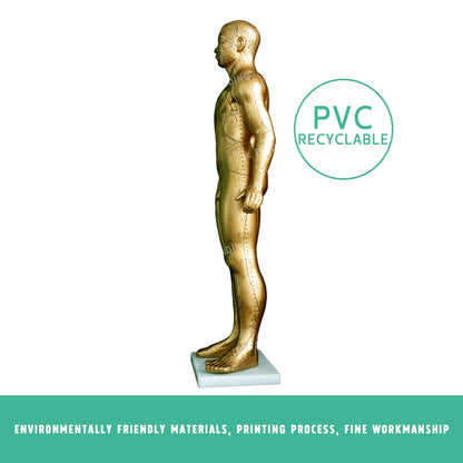 Professional Copper Acupuncture Model for medical and anatomy education