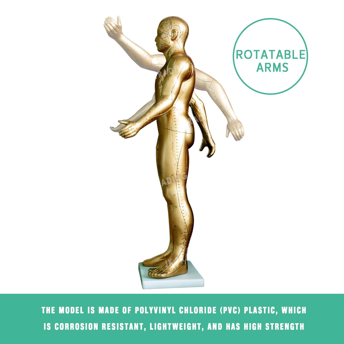 Professional Copper Acupuncture Model for medical and anatomy education