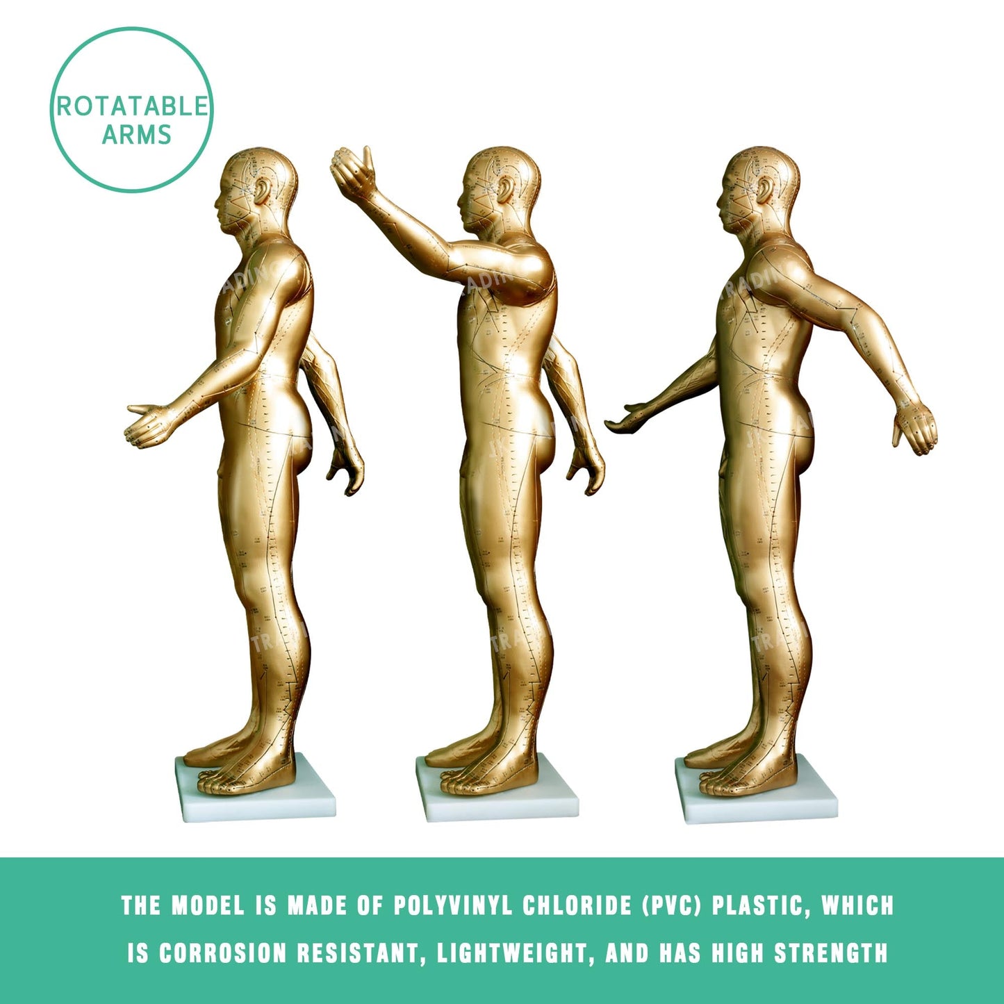 Professional Copper Acupuncture Model for medical and anatomy education