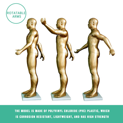 Professional Copper Acupuncture Model for medical and anatomy education