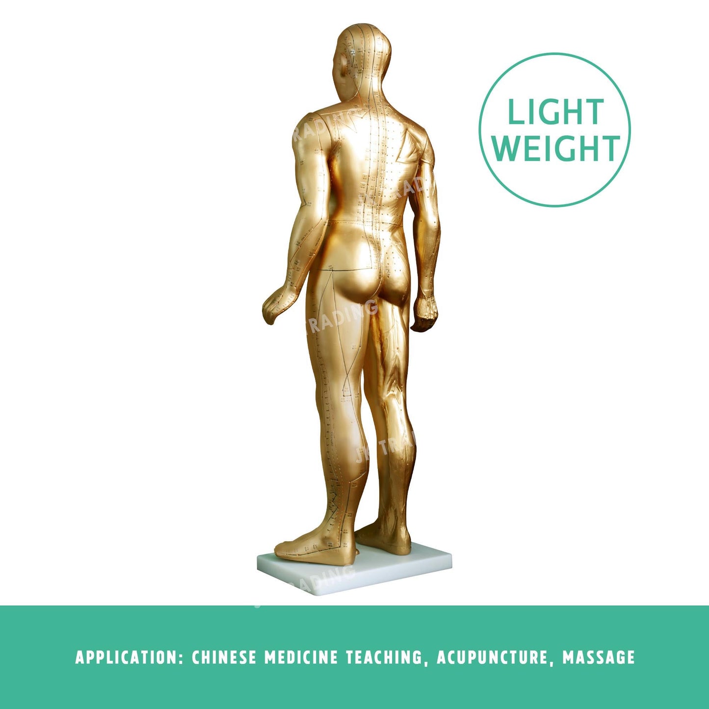 Professional Copper Acupuncture Model for medical and anatomy education