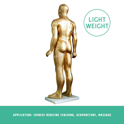 Professional Copper Acupuncture Model for medical and anatomy education