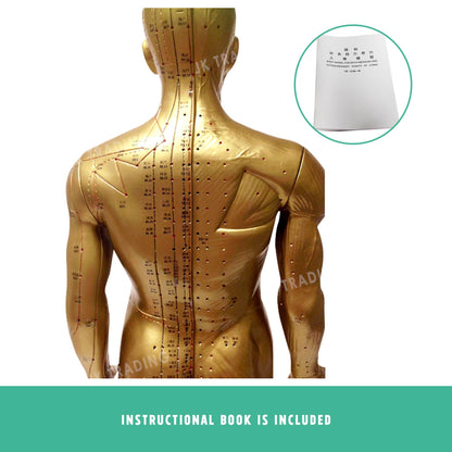 Professional Copper Acupuncture Model for medical and anatomy education