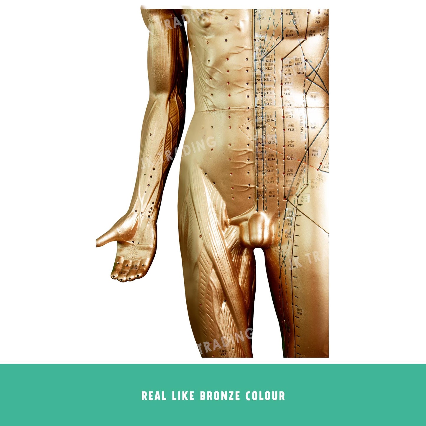Professional Copper Acupuncture Model for medical and anatomy education