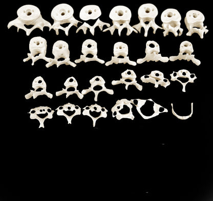 Disarticulated Human Skeleton for medical and anatomy education
