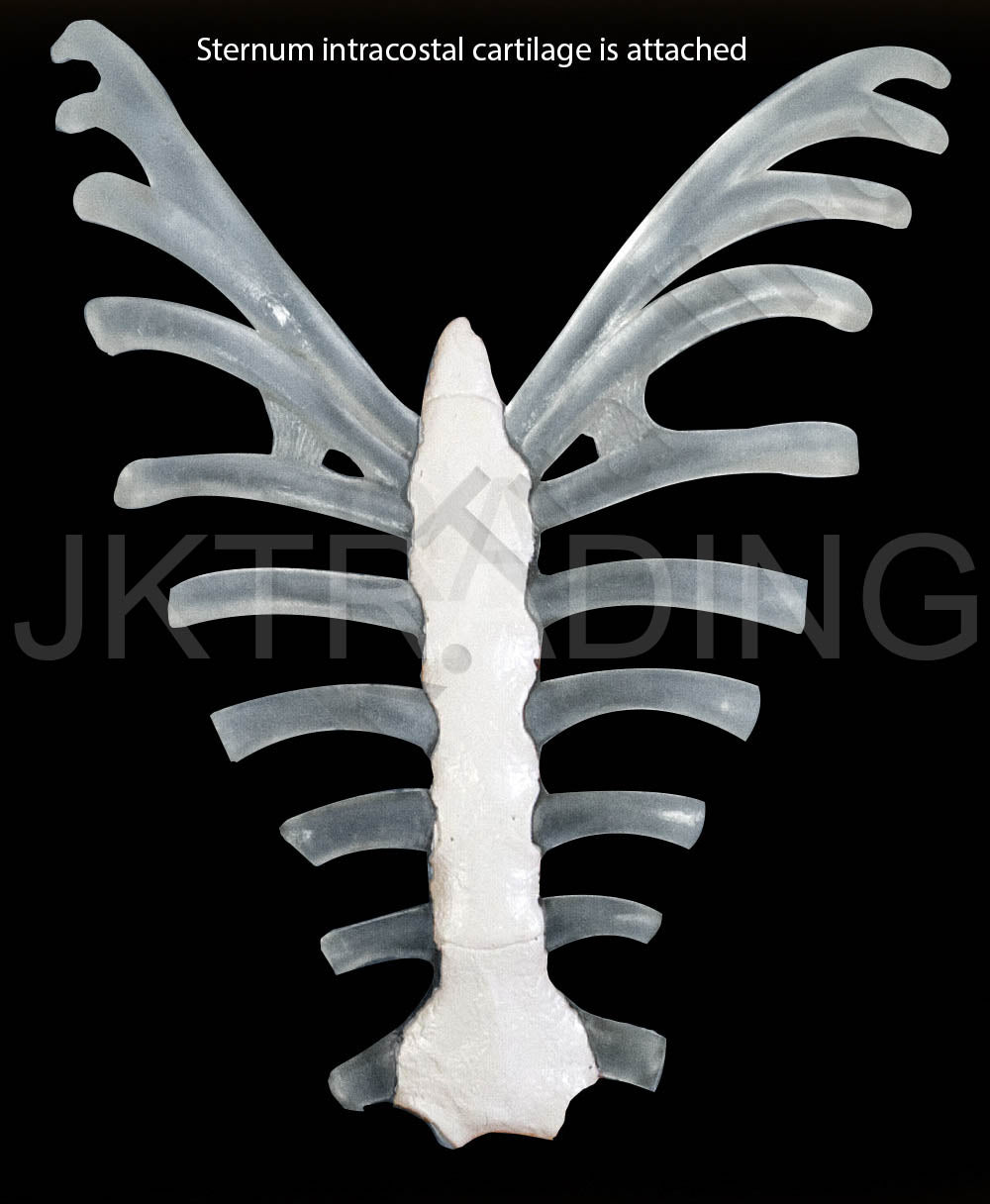 Disarticulated Human Skeleton for medical and anatomy education