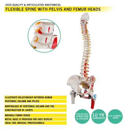 Deluxe Coloured Adult Spine Model with Pelvis & Femur for medical and anatomy education