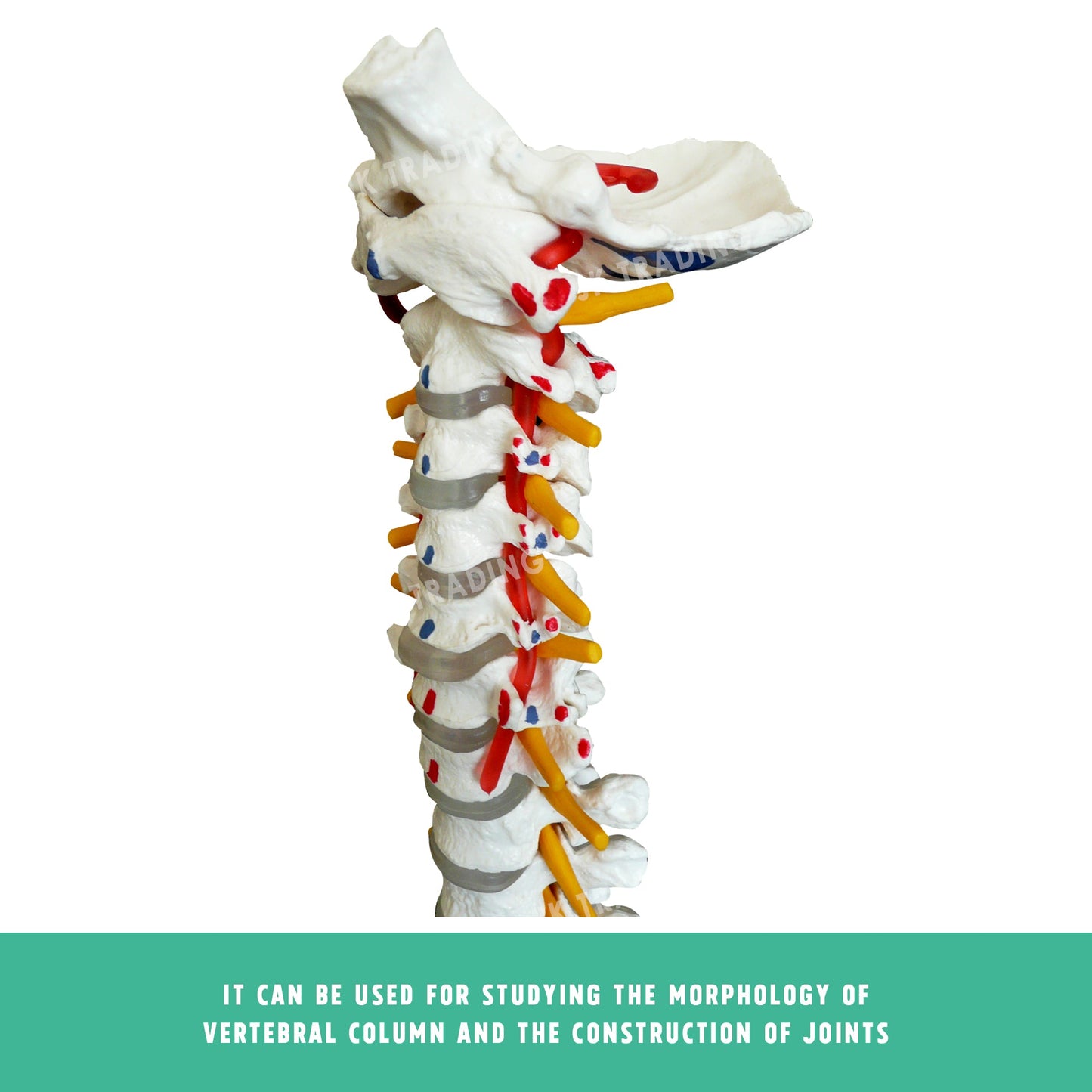 Deluxe Coloured Adult Spine Model with Pelvis & Femur for medical and anatomy education