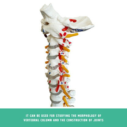 Deluxe Coloured Adult Spine Model with Pelvis & Femur for medical and anatomy education