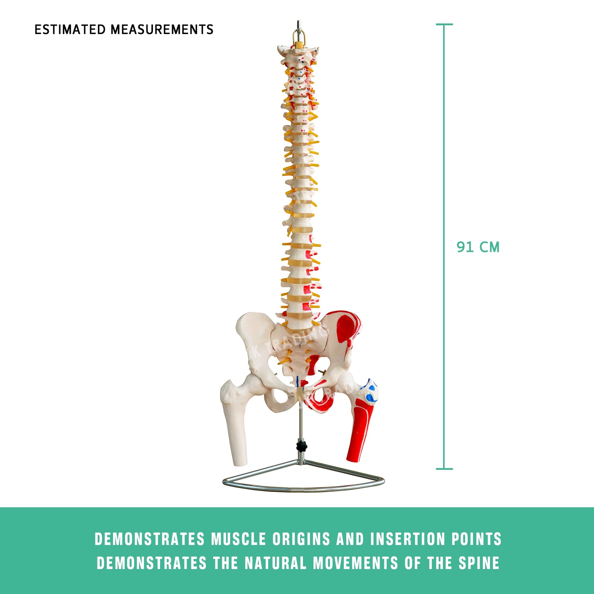 Deluxe Coloured Adult Spine Model with Pelvis & Femur for medical and anatomy education