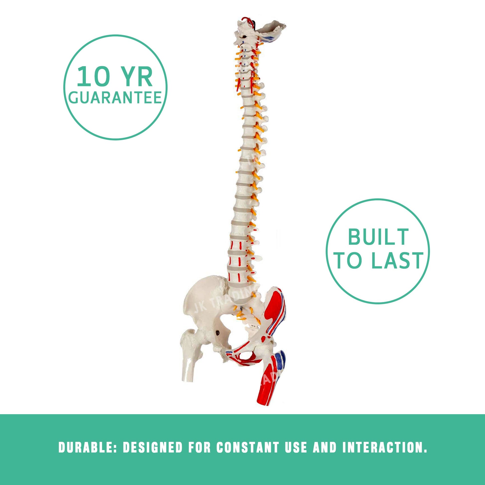 Deluxe Coloured Adult Spine Model with Pelvis & Femur for medical and anatomy education
