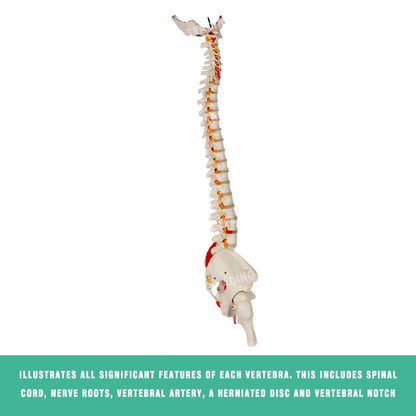 Deluxe Coloured Adult Spine Model with Pelvis & Femur for medical and anatomy education