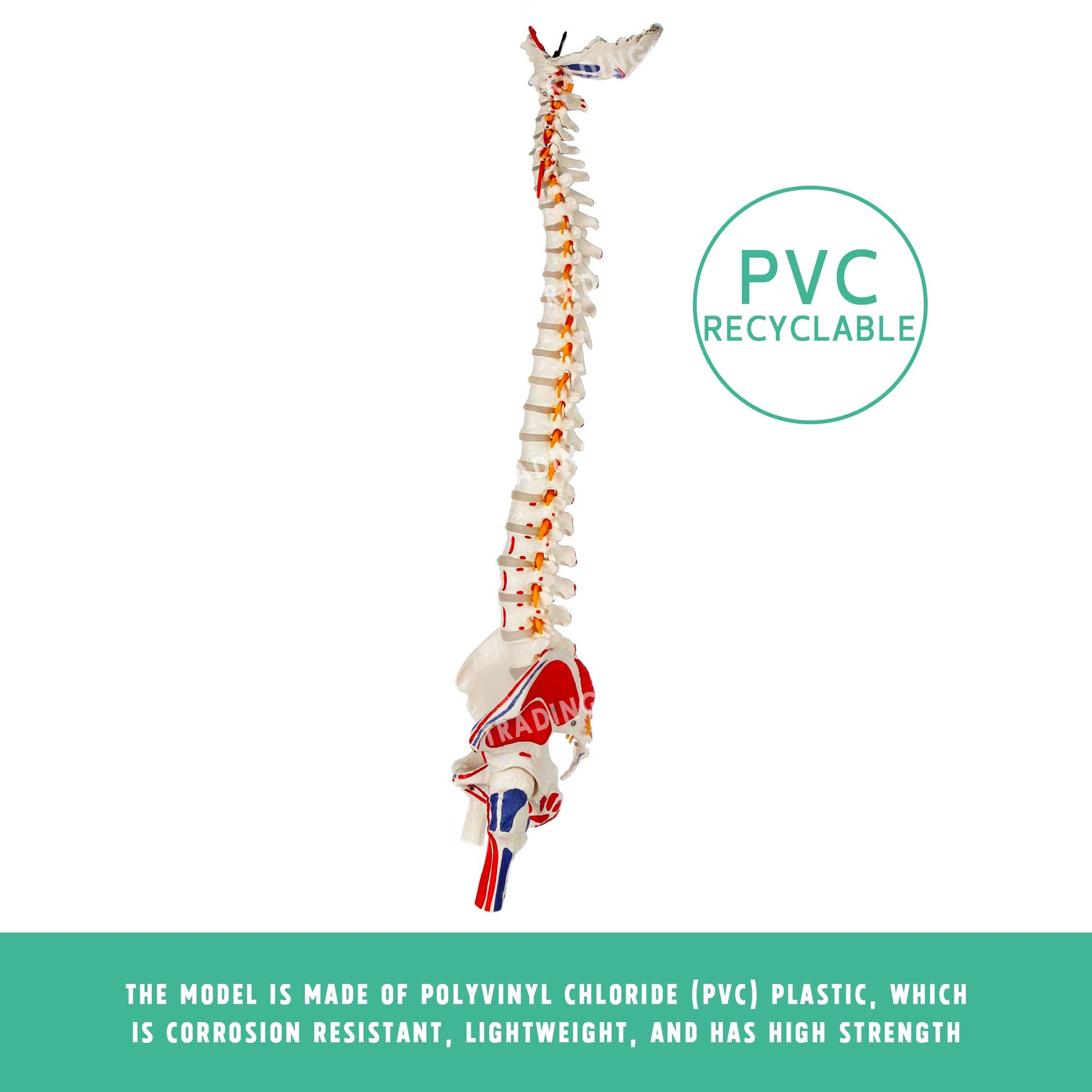 Deluxe Coloured Adult Spine Model with Pelvis & Femur for medical and anatomy education