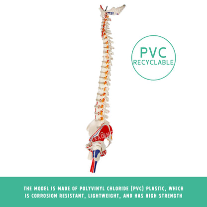 Deluxe Coloured Adult Spine Model with Pelvis & Femur for medical and anatomy education