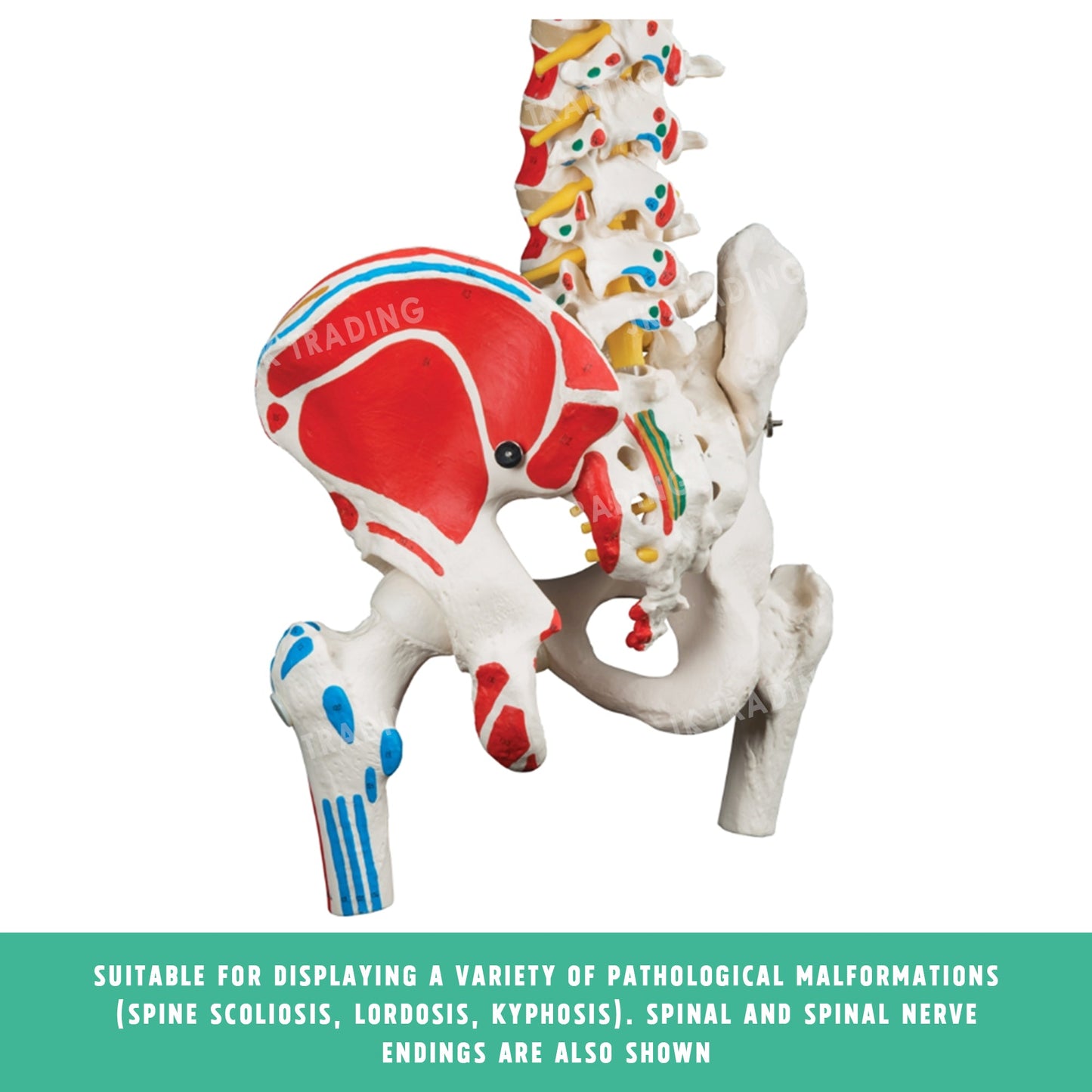 Deluxe Coloured Adult Spine Model with Pelvis & Femur for medical and anatomy education