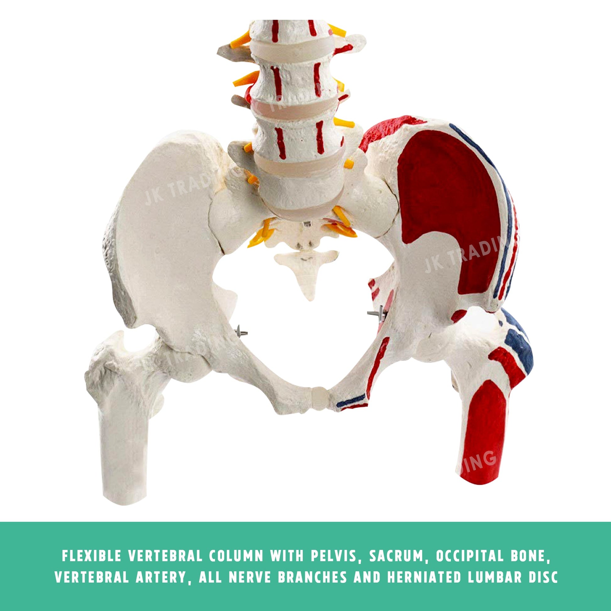 Deluxe Coloured Adult Spine Model with Pelvis & Femur for medical and anatomy education